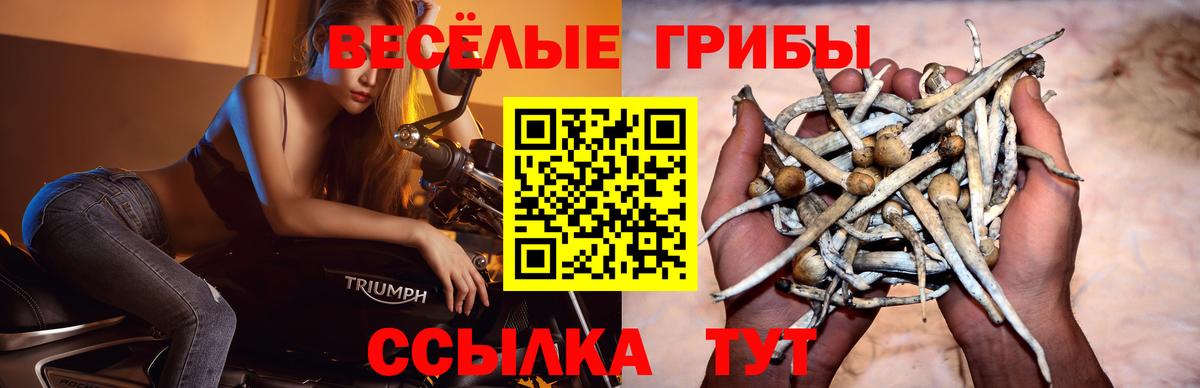 Галлюциногенные грибы мицелий Горячий Ключ